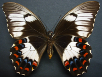 Adult Female Under of Orchard Swallowtail - Papilio aegeus aegeus
